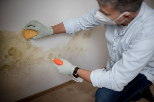 Best Mold Testing  in Lonsdale, MN
