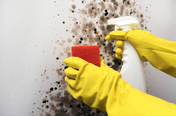 Professional Mold Removal in Lonsdale, MN